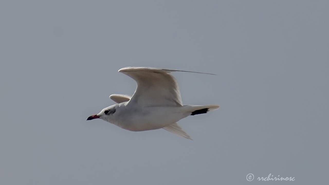 Mediterranean gull