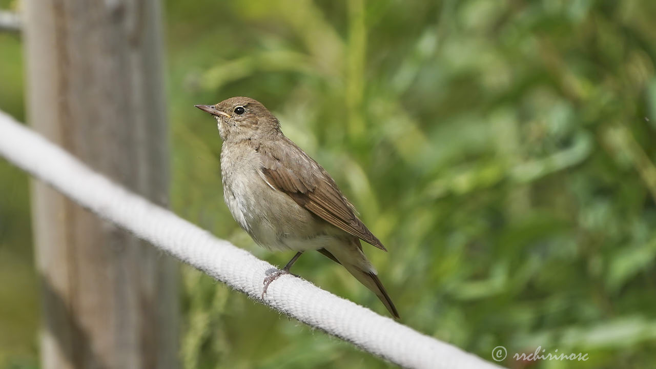 Common nightingale