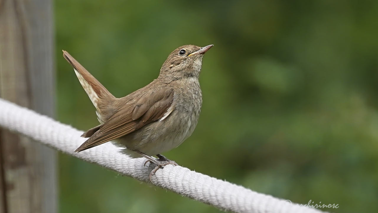 Common nightingale