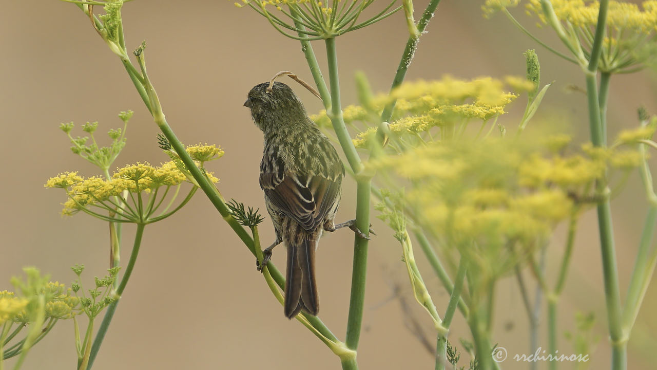 Grasshopper sparrow