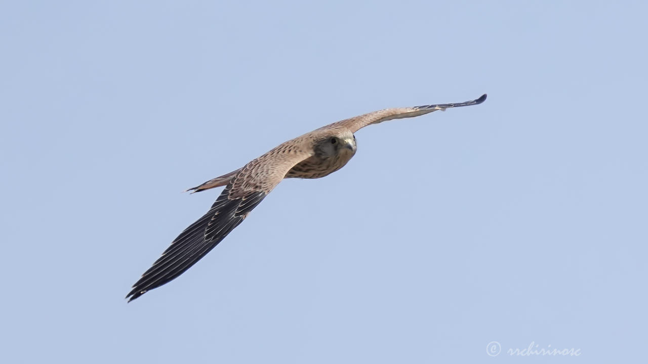 Lesser kestrel