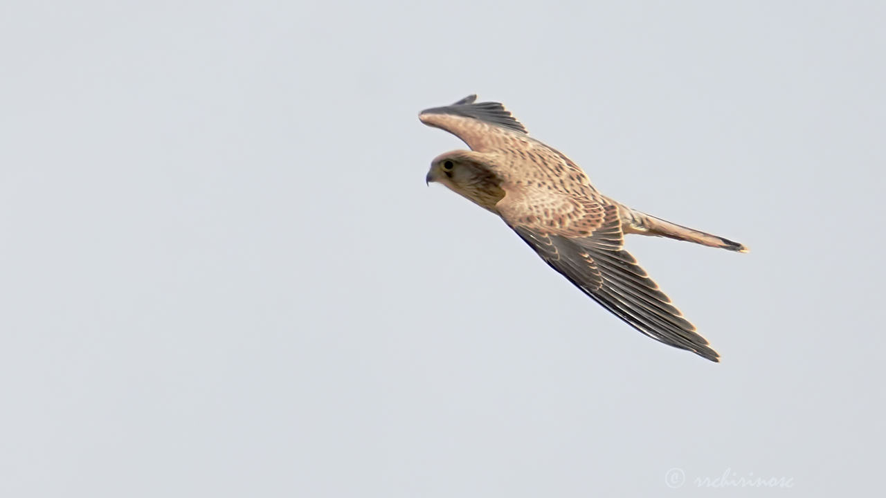 Lesser kestrel