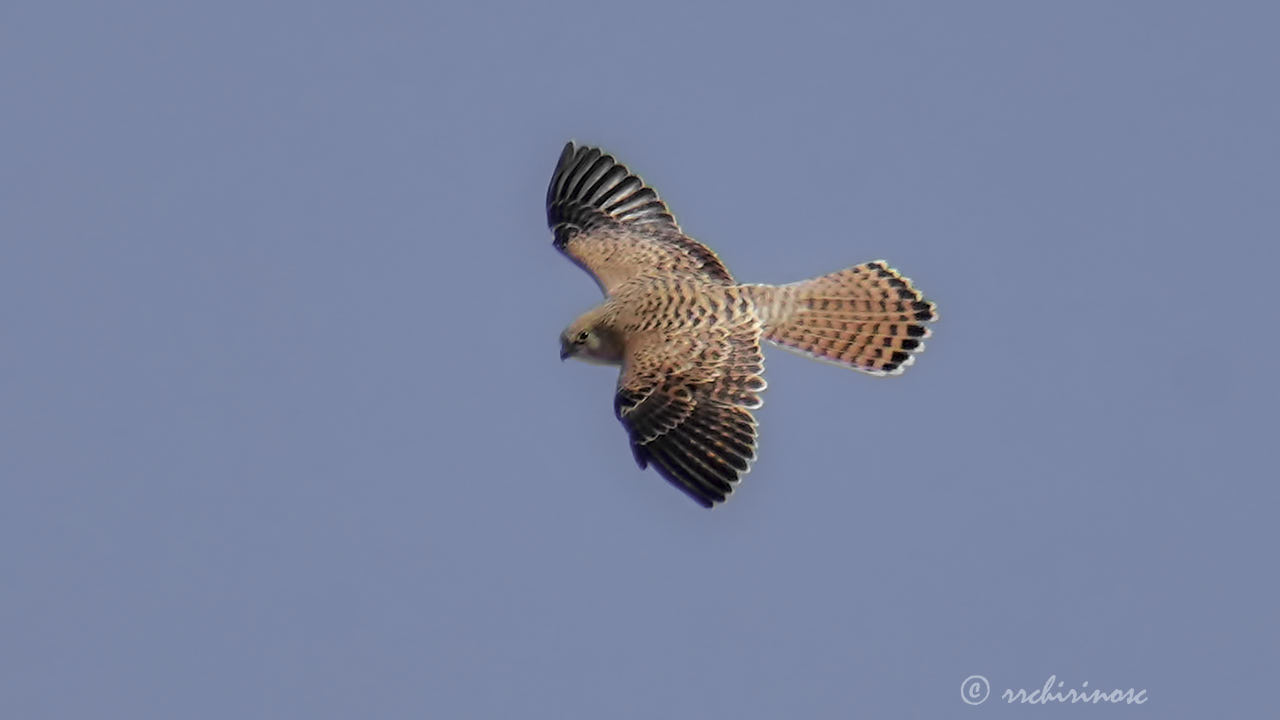 Lesser kestrel