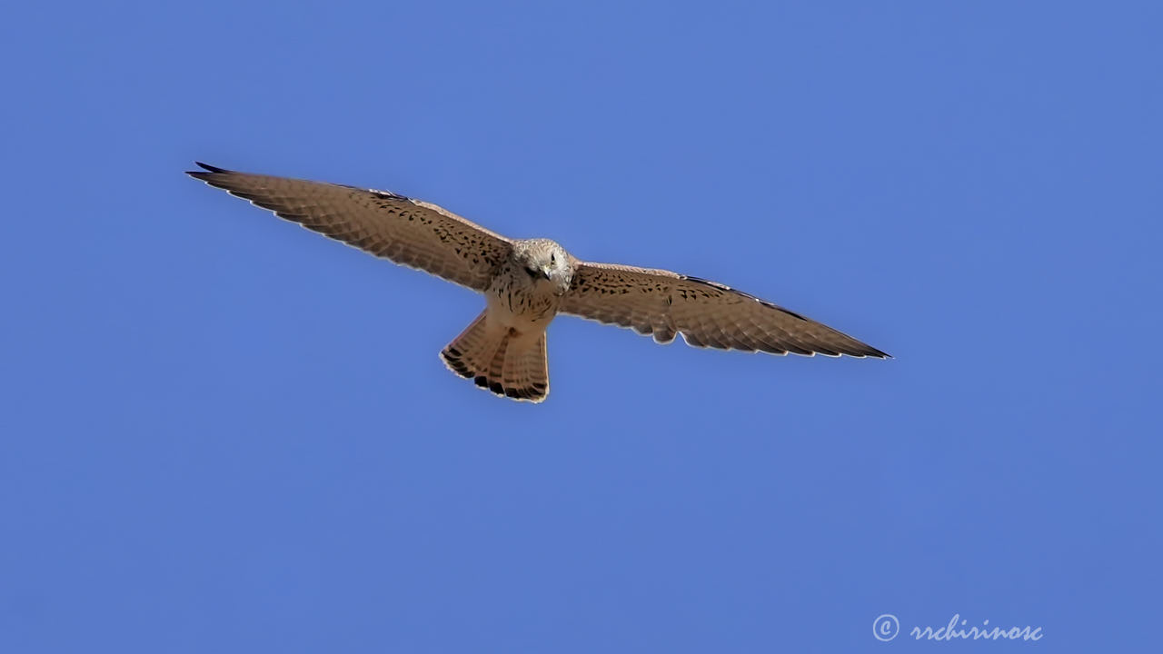 Lesser kestrel