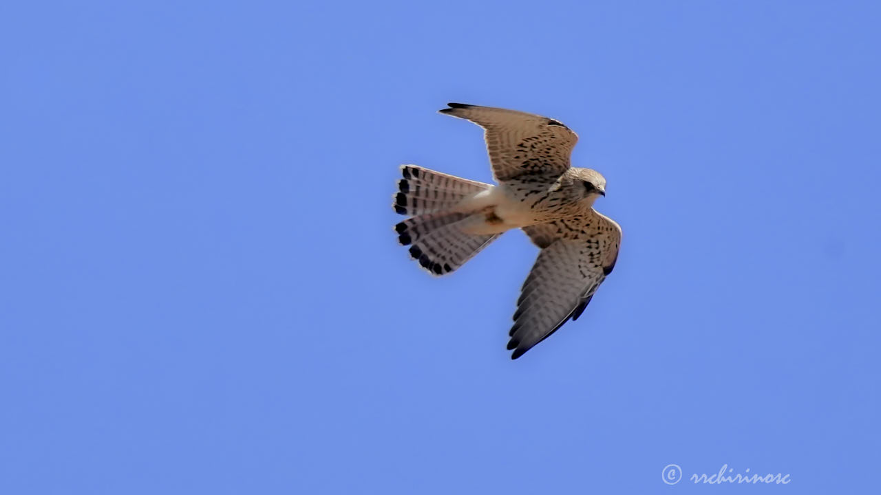 Lesser kestrel