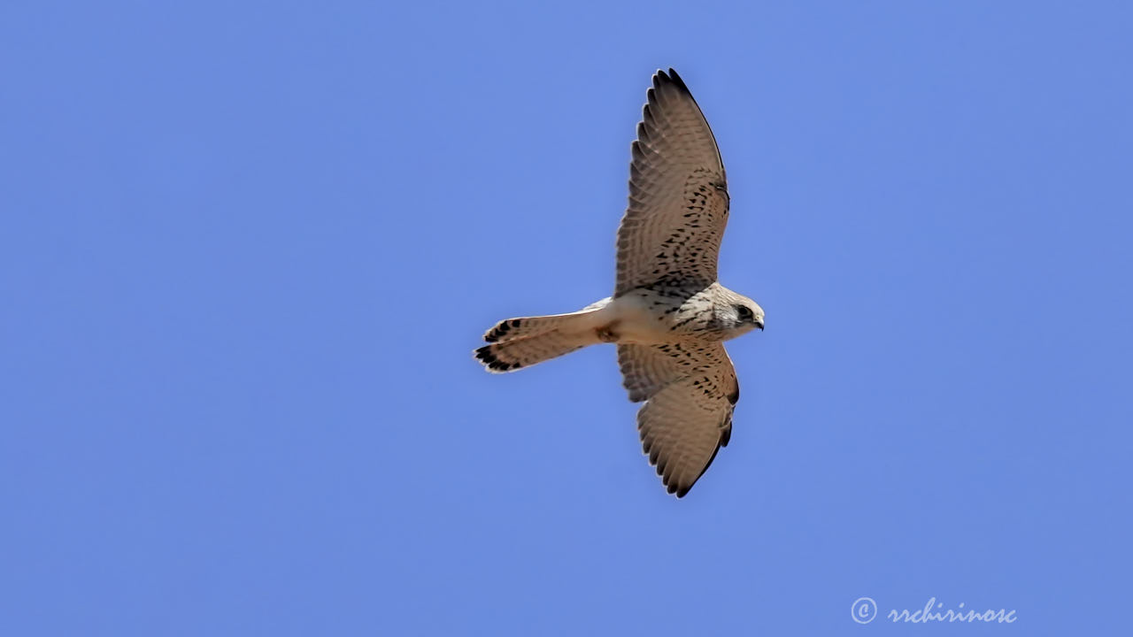 Lesser kestrel