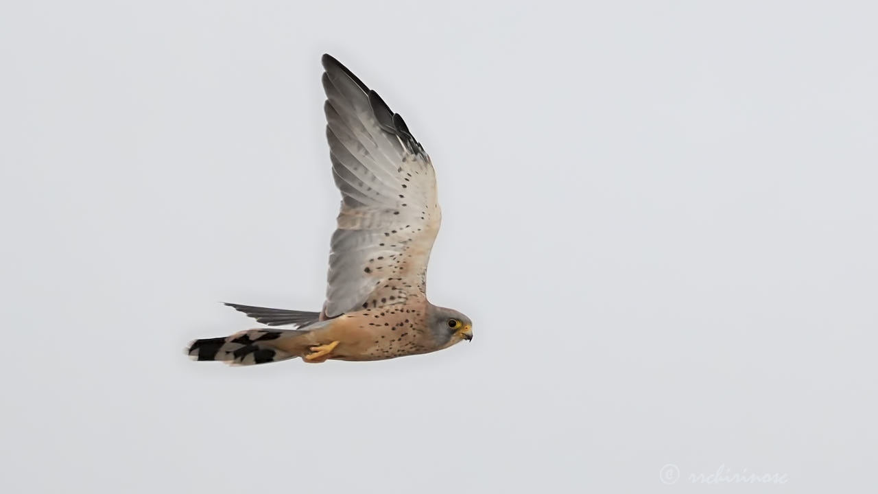 Lesser kestrel