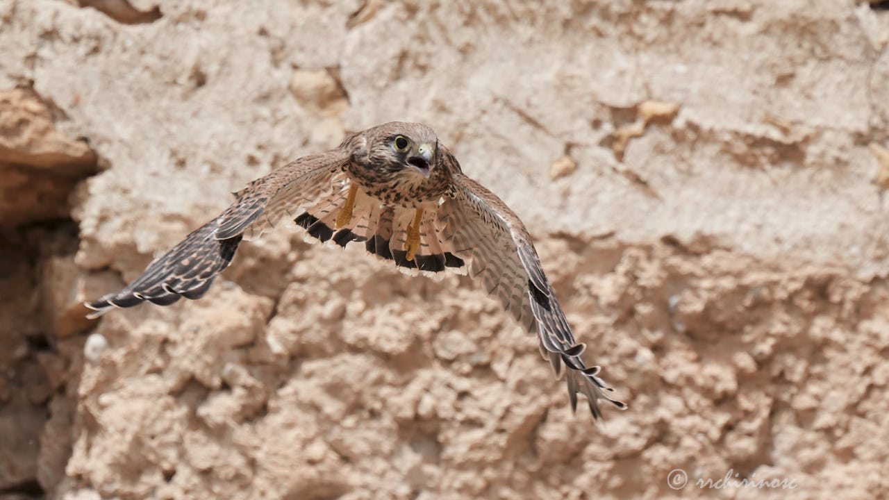 Lesser kestrel