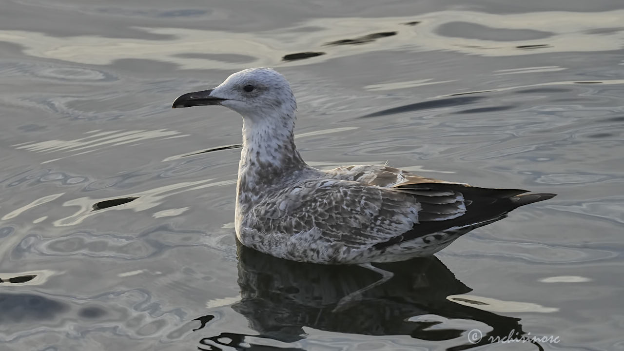 Caspian gull