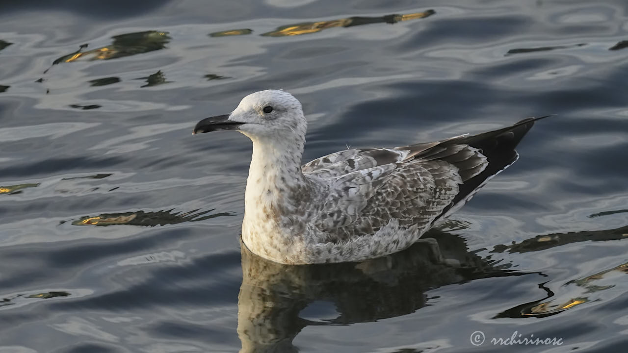 Caspian gull