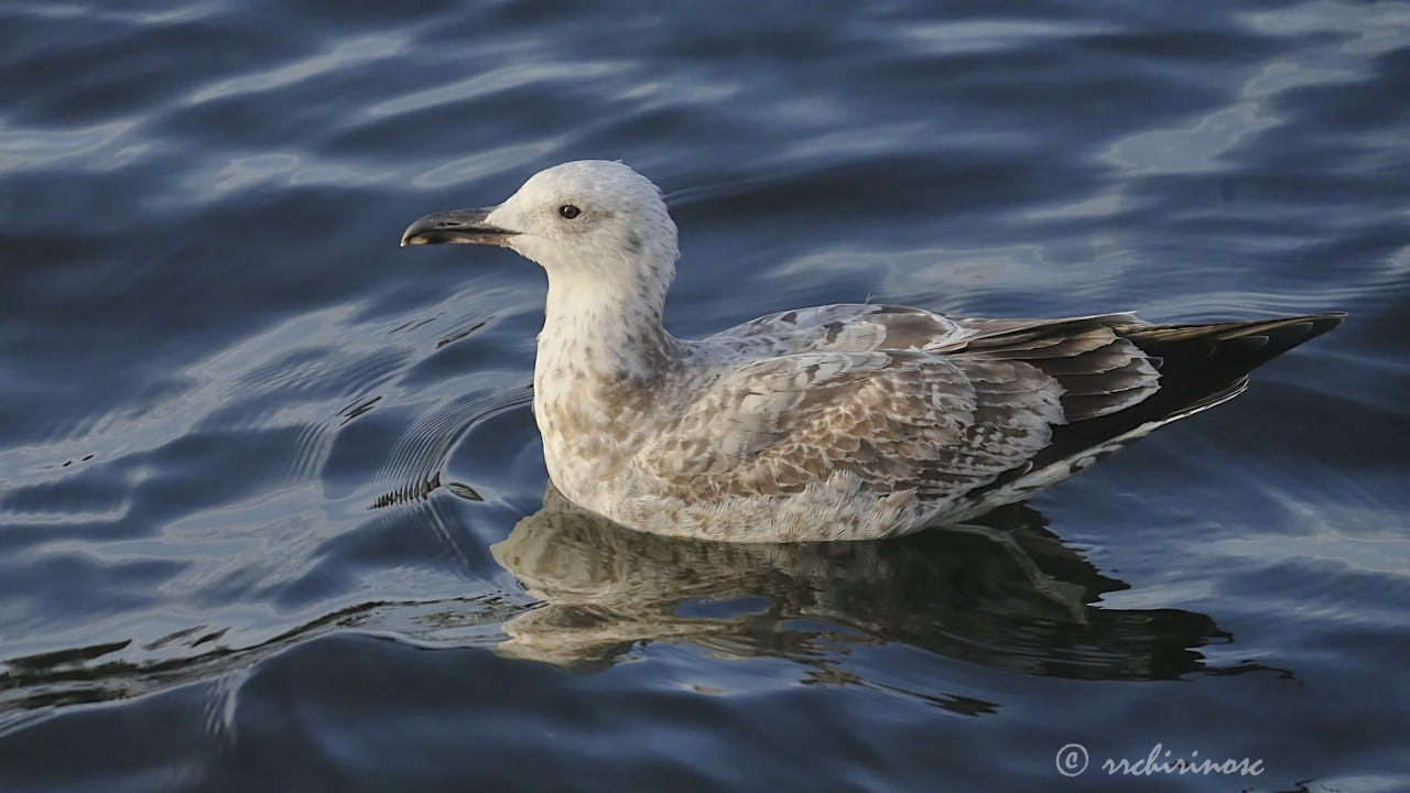 Caspian gull