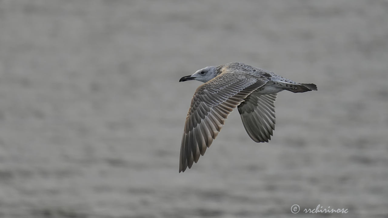 Caspian gull