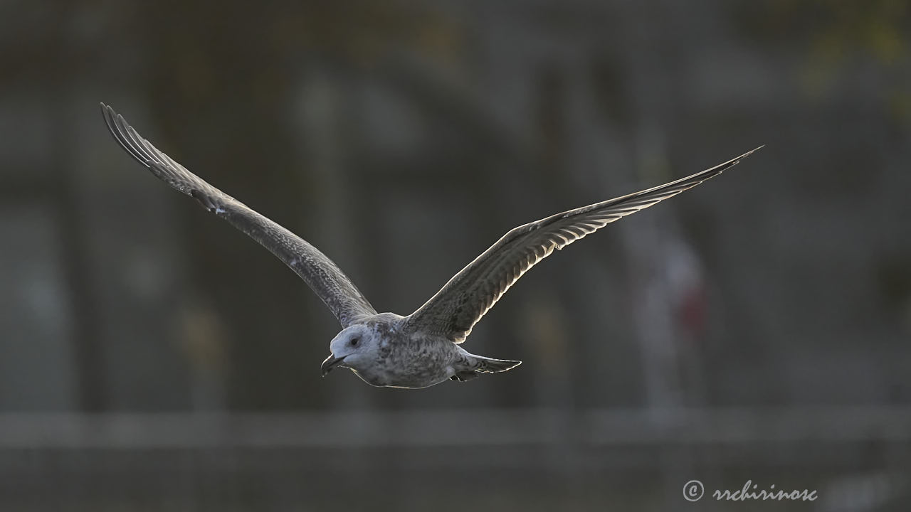 Caspian gull