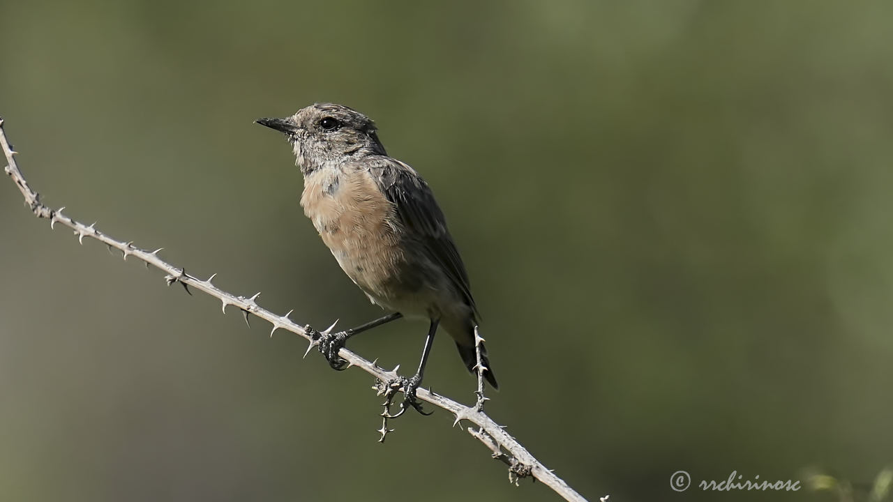 European stonechat