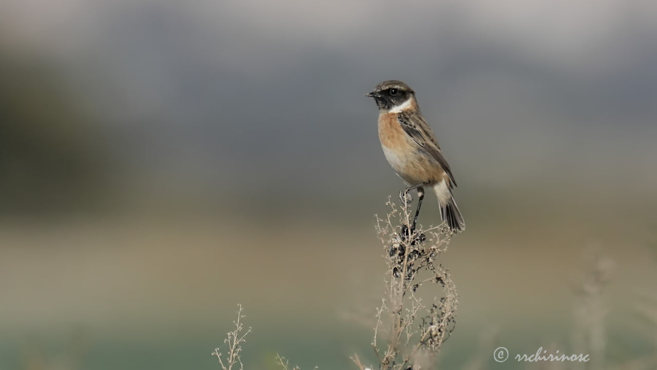 European stonechat