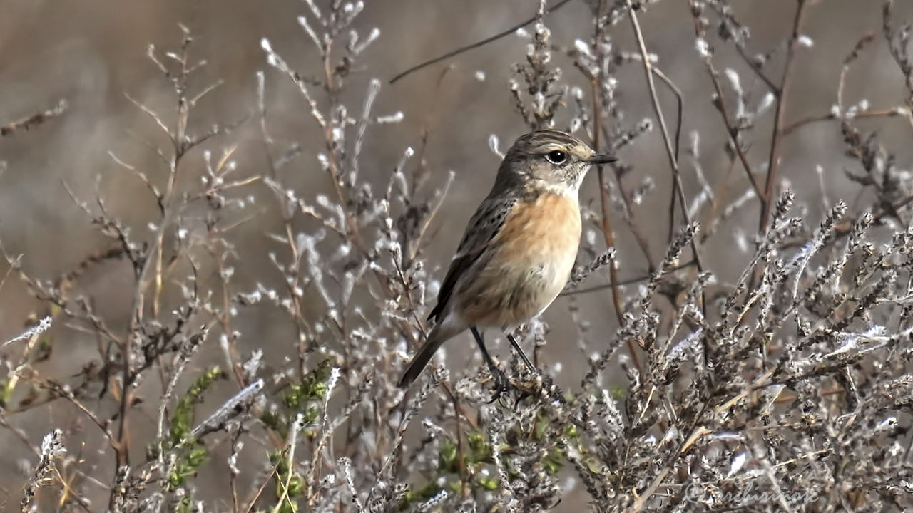 European stonechat