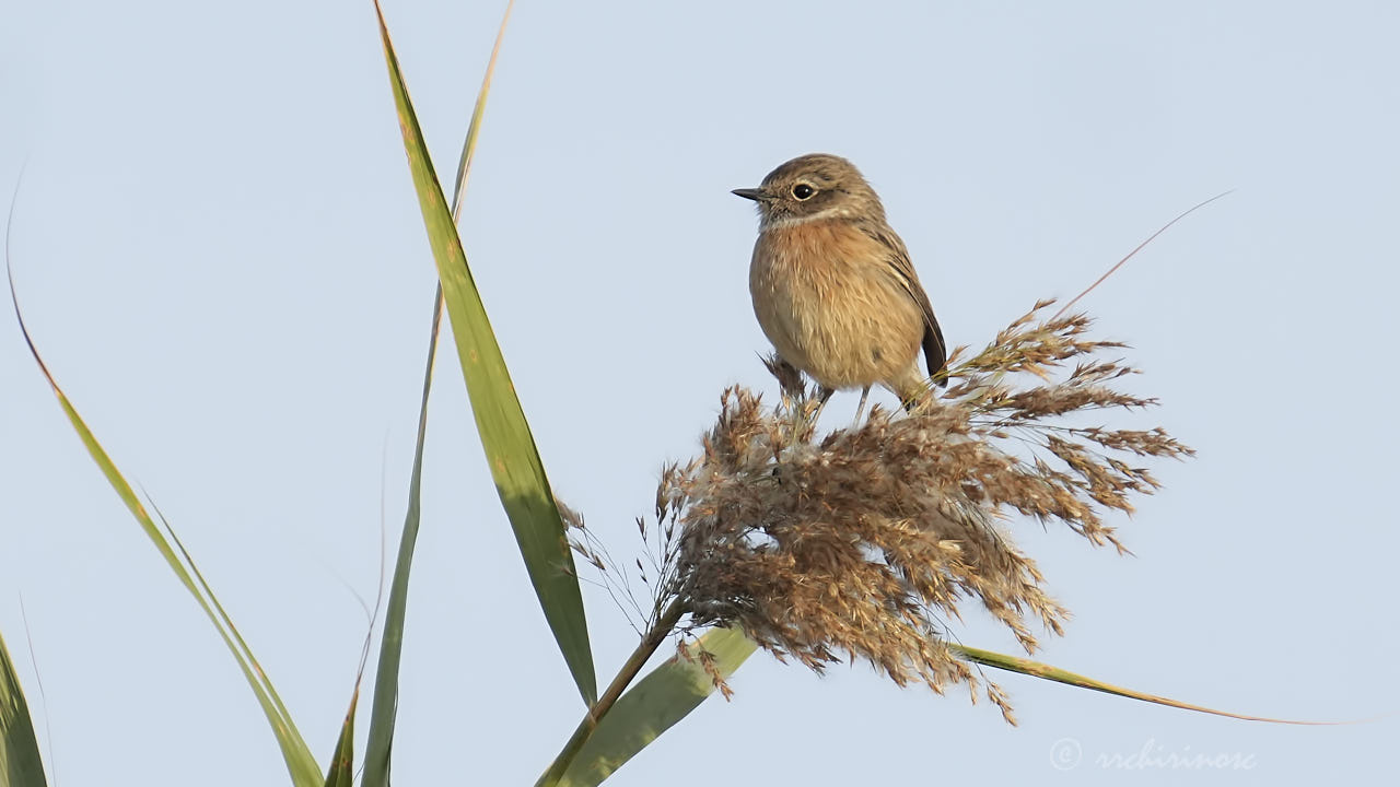 European stonechat