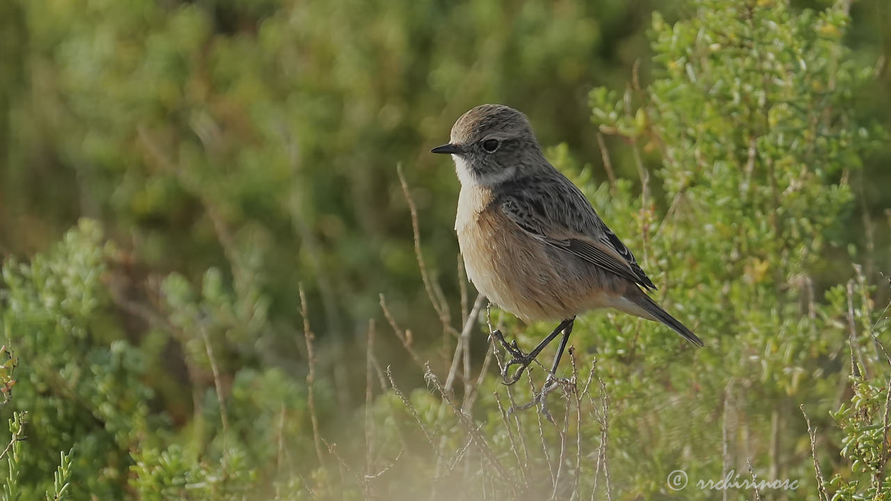 European stonechat