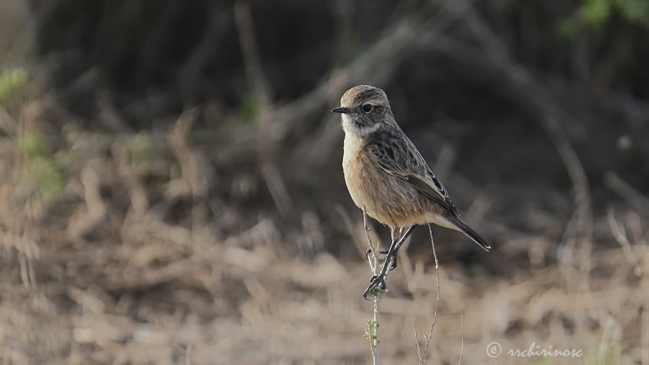 European stonechat