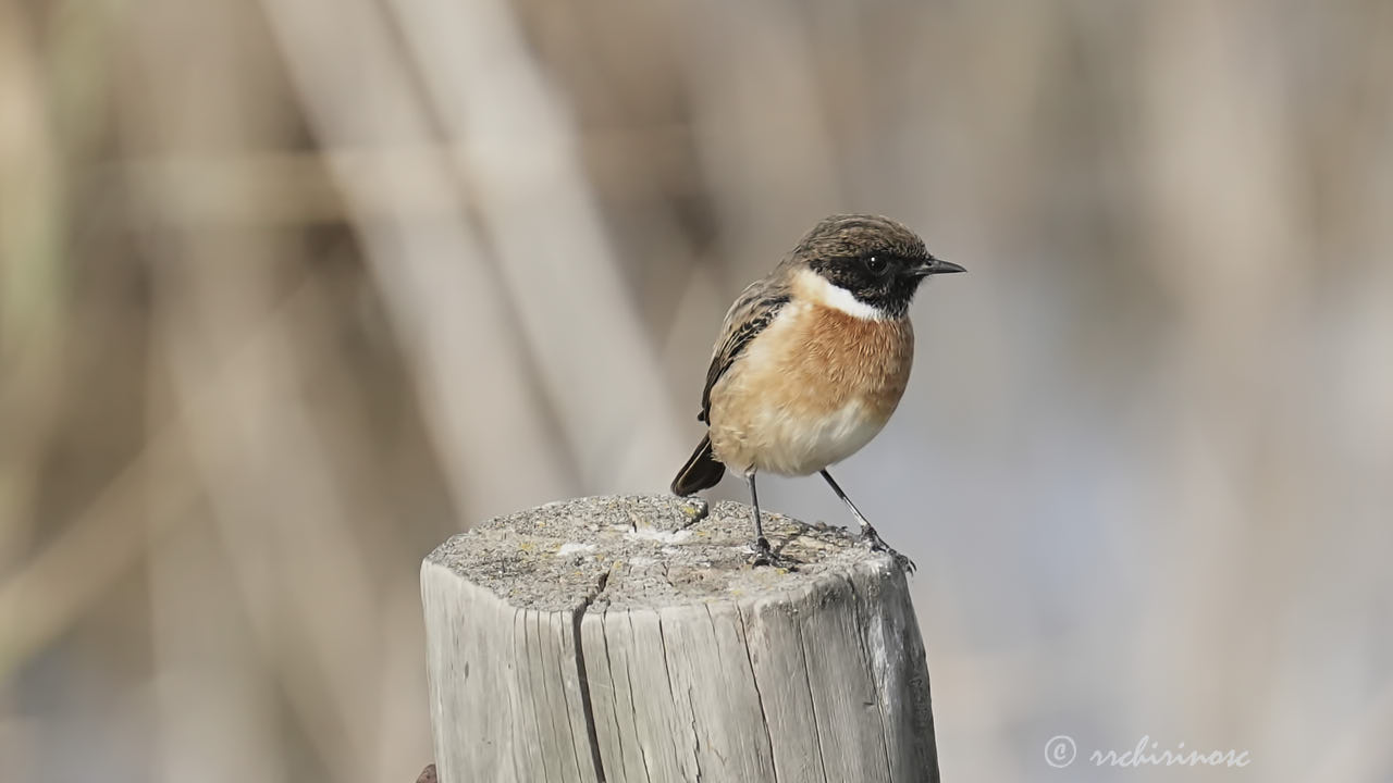 European stonechat