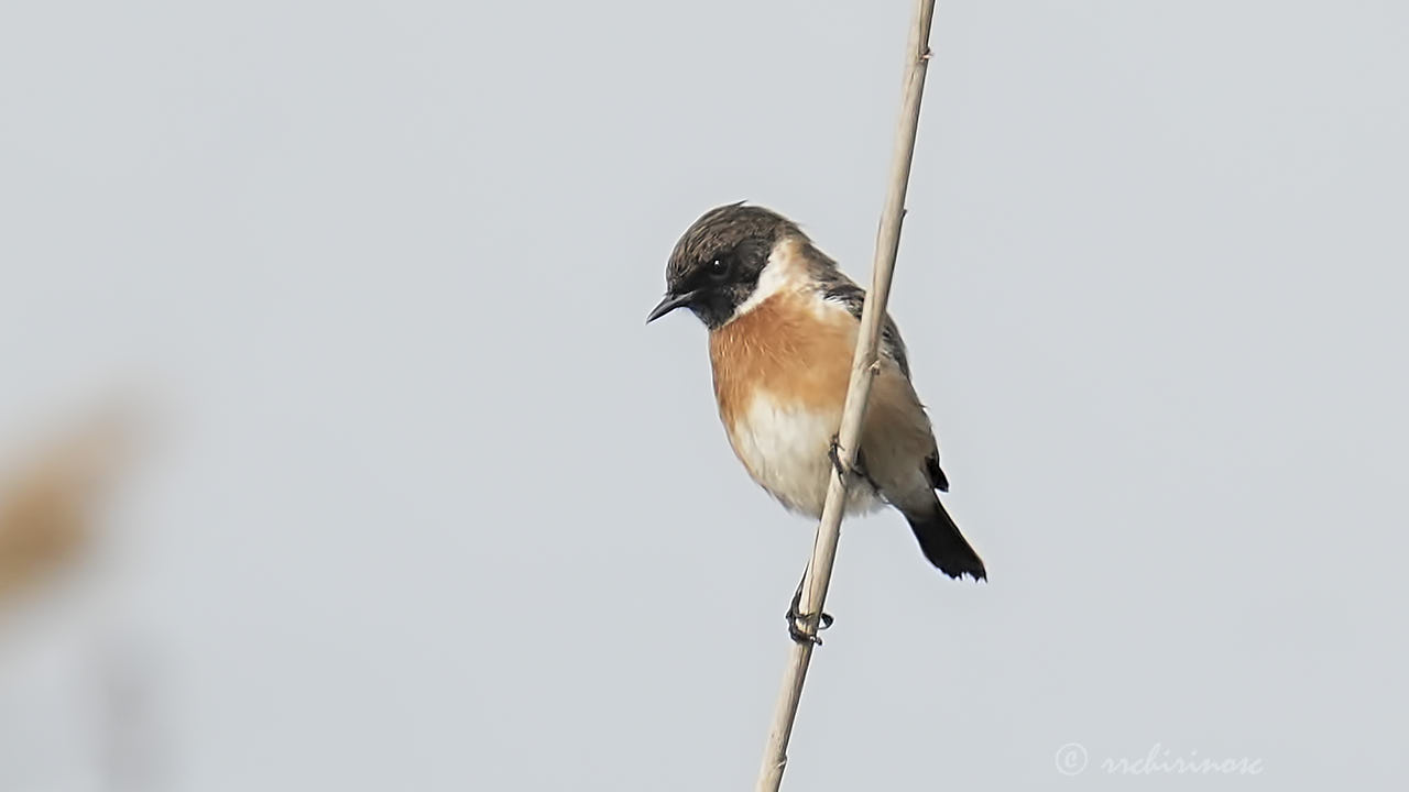 European stonechat