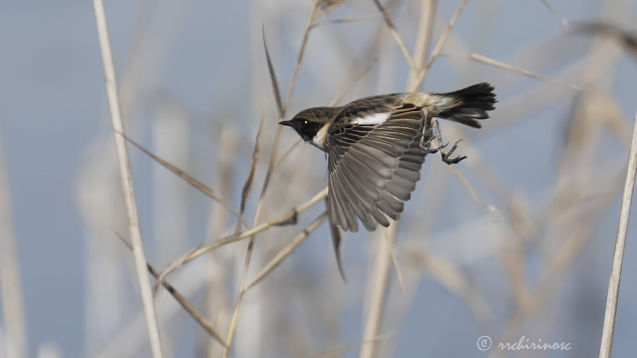 European stonechat