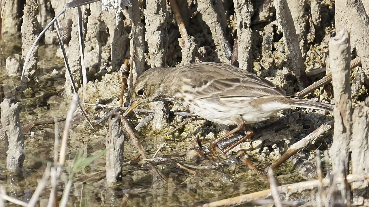 Water pipit