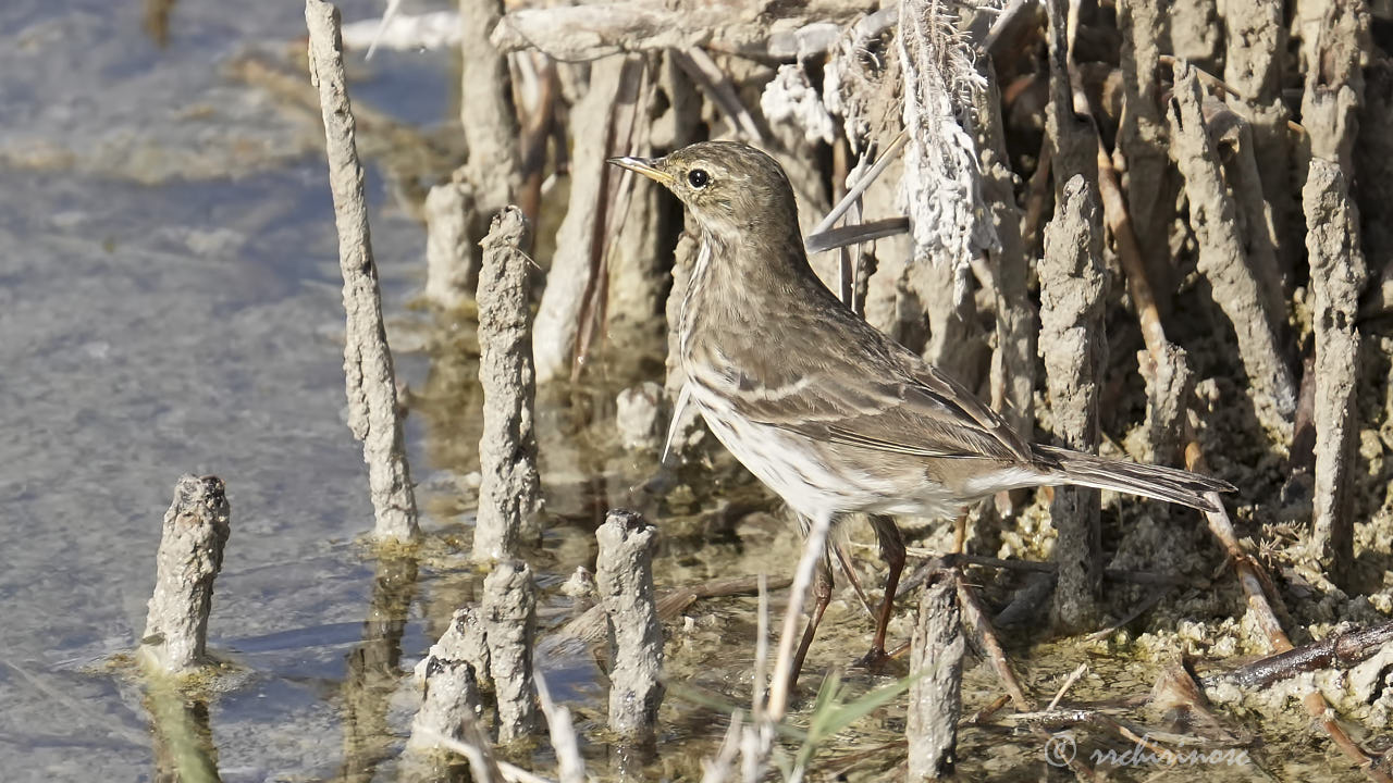 Water pipit