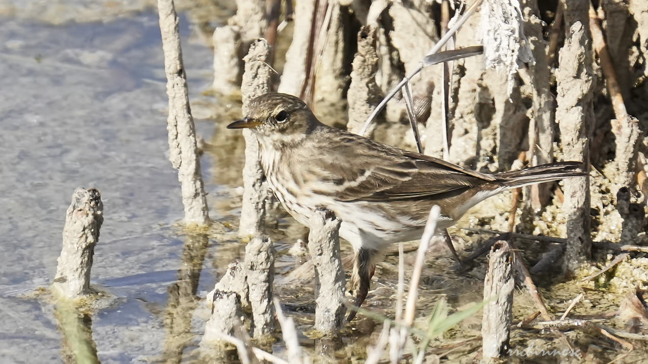 Water pipit