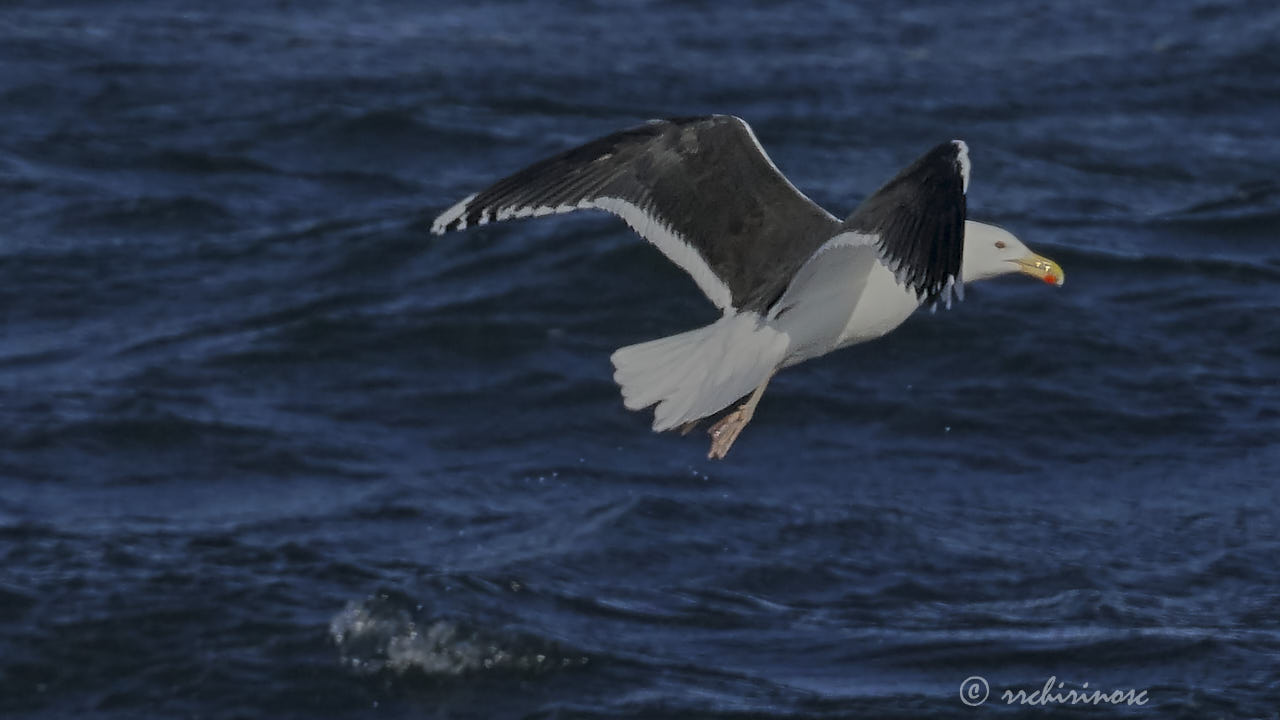 Great black-backed gull