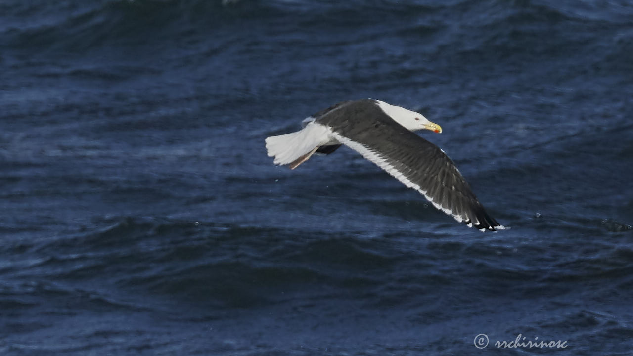 Great black-backed gull