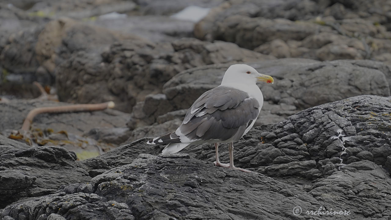 Great black-backed gull