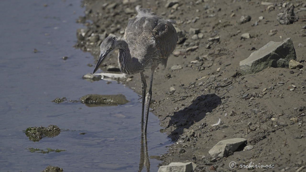 Great blue heron