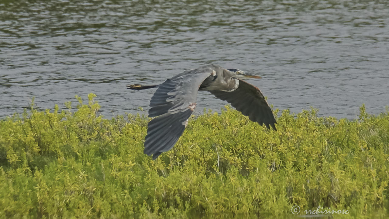 Great blue heron