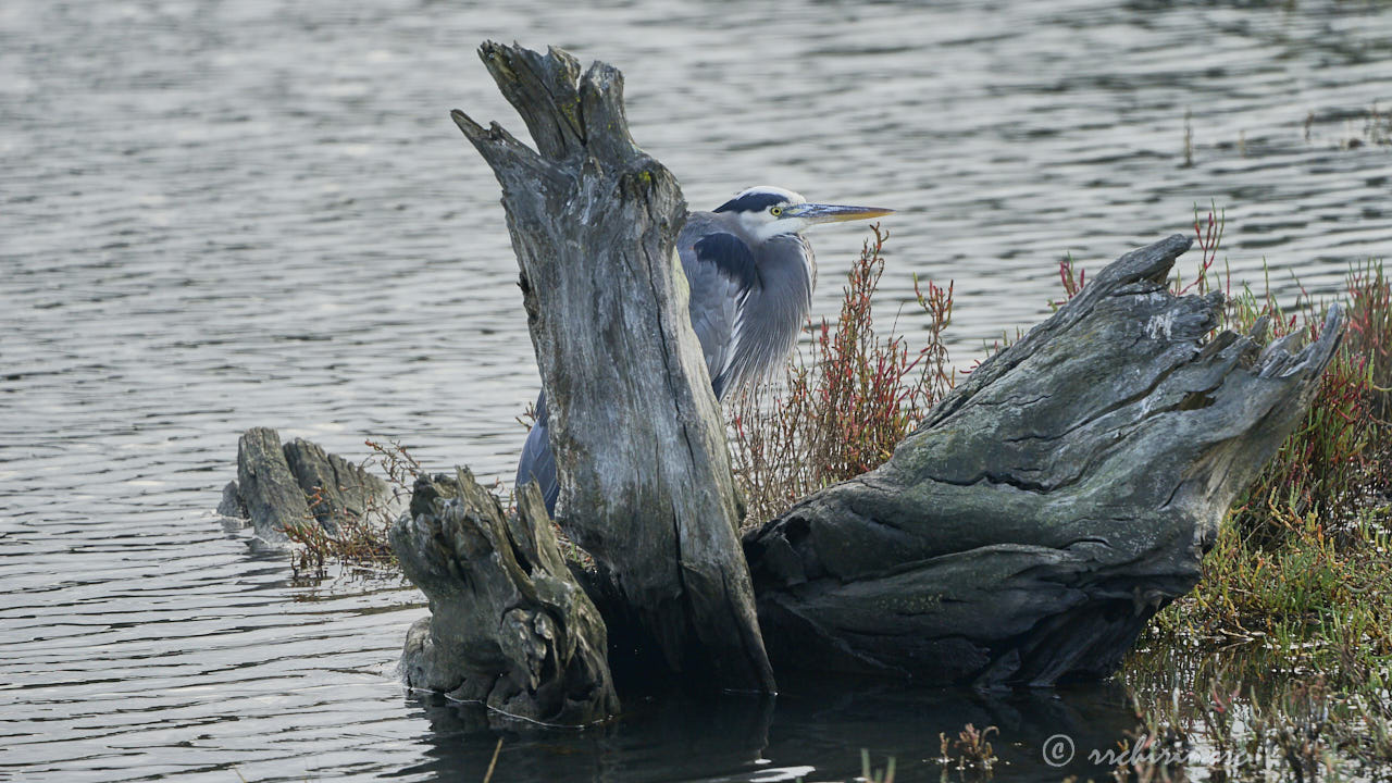 Great blue heron