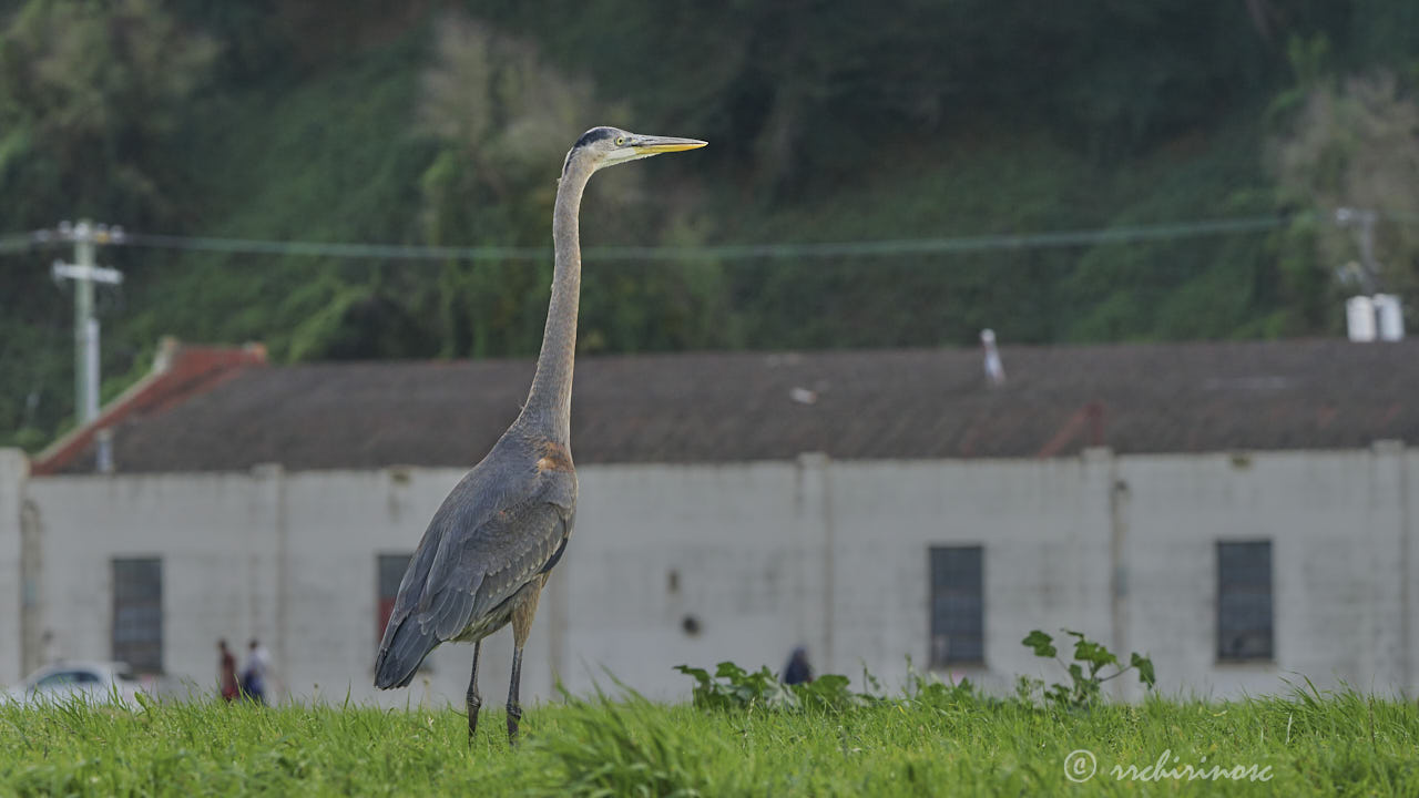 Great blue heron