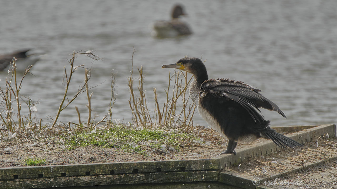 Great cormorant