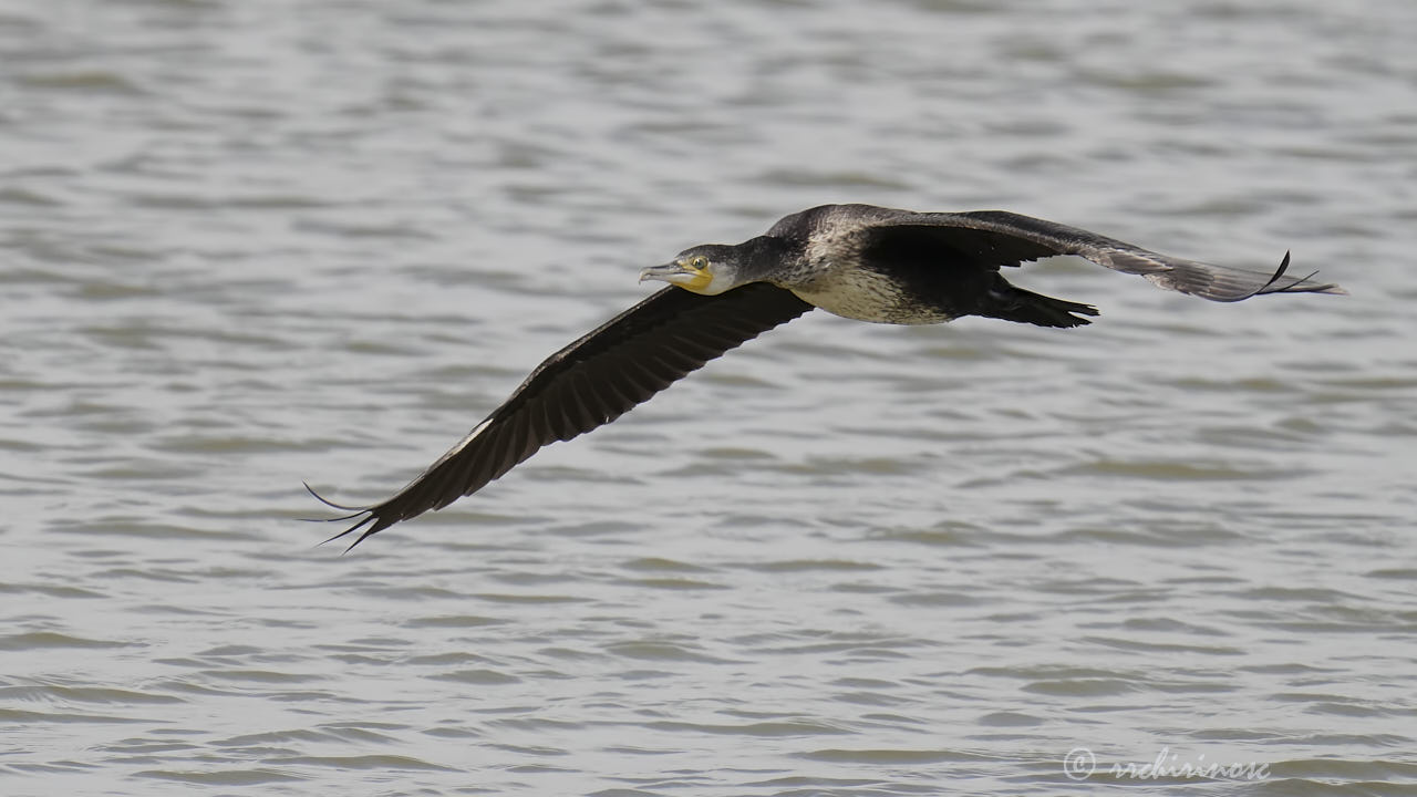 Great cormorant