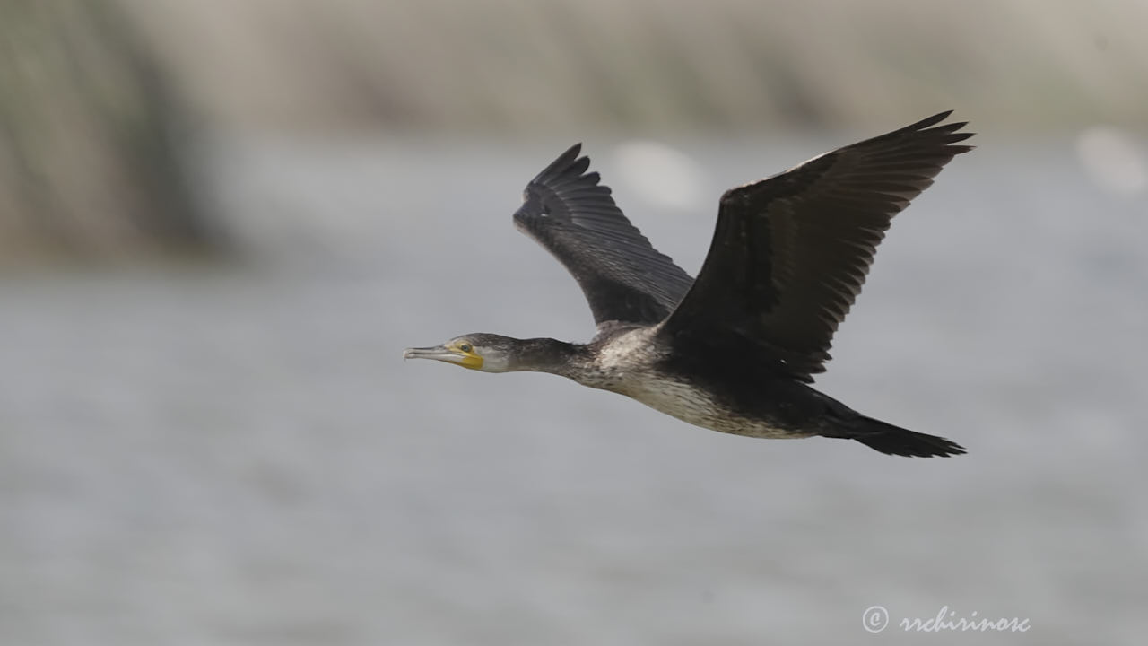 Great cormorant