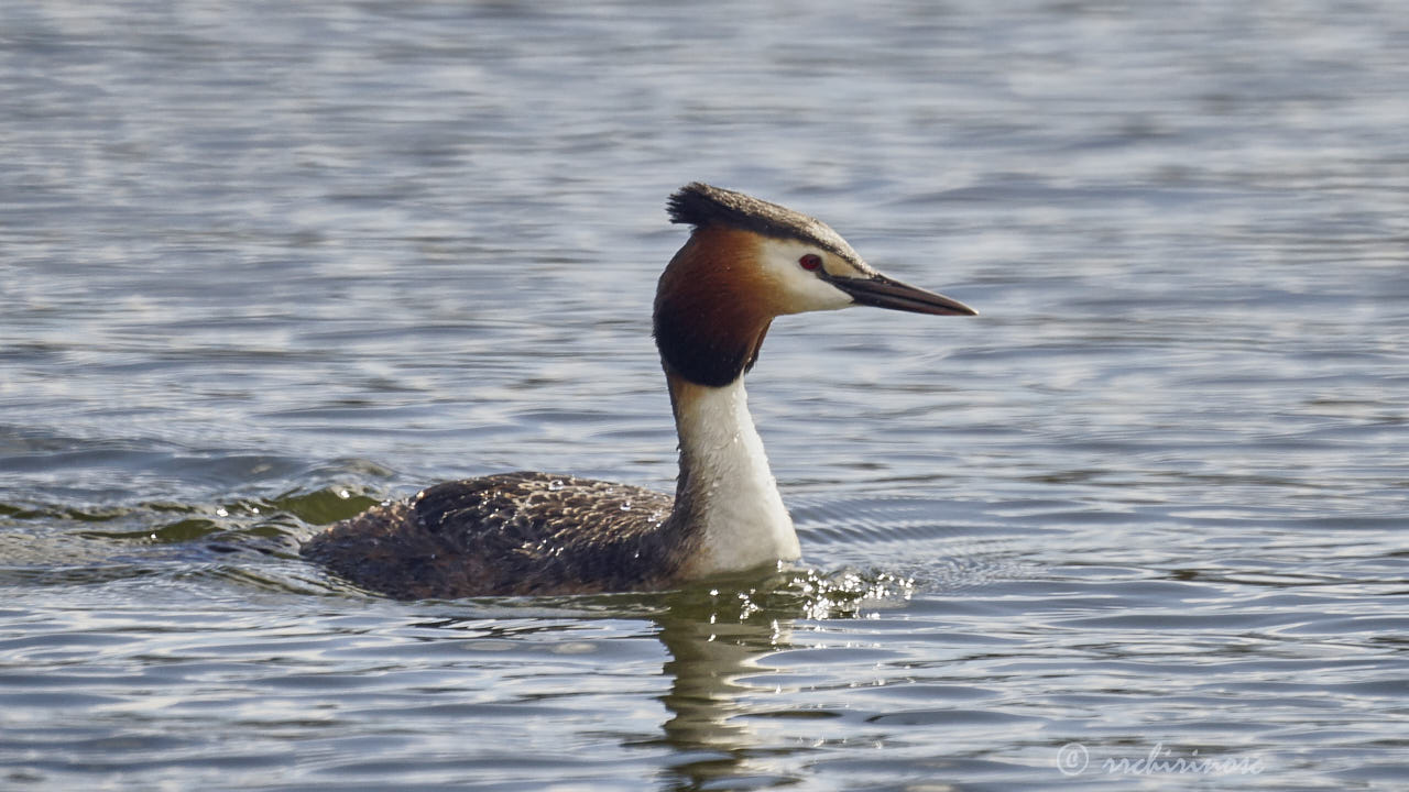 Great crested grebe