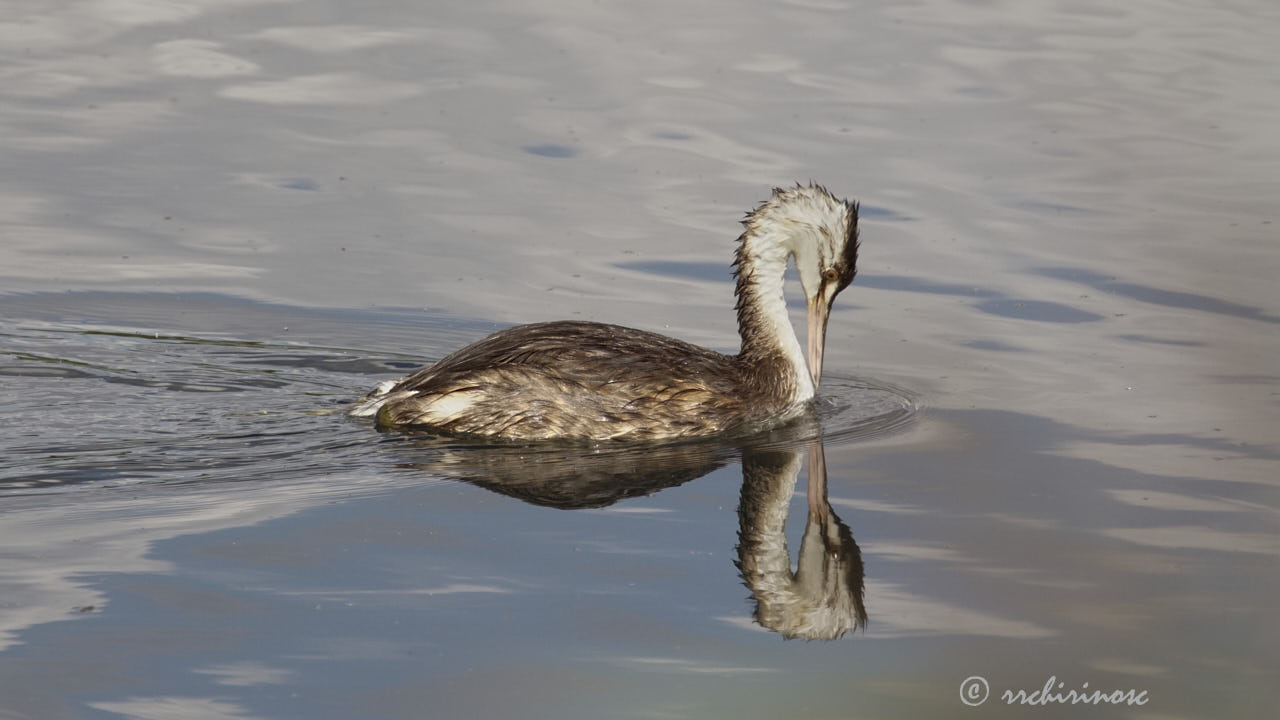 Great crested grebe