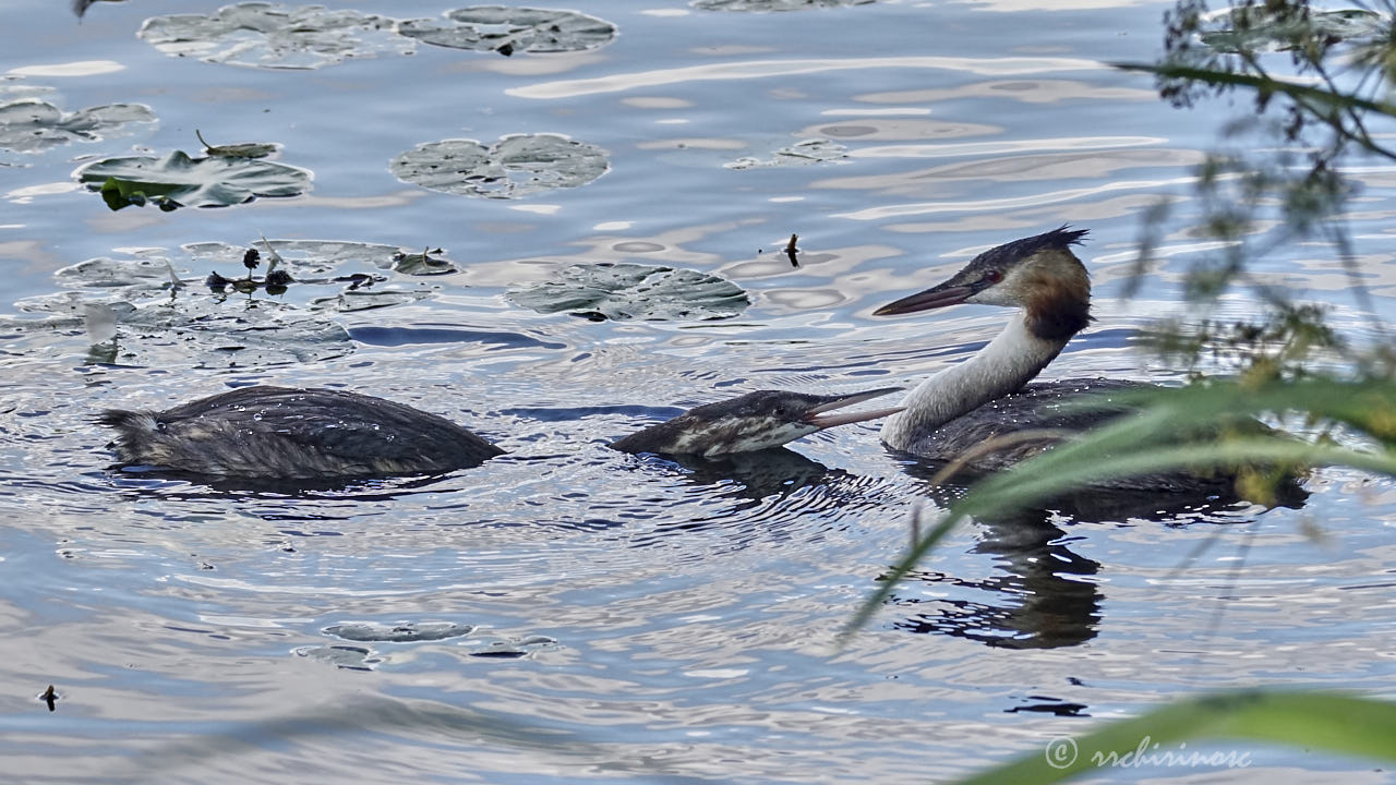 Great crested grebe