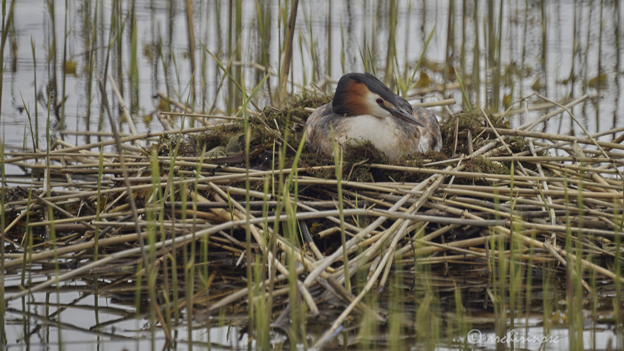 Great crested grebe