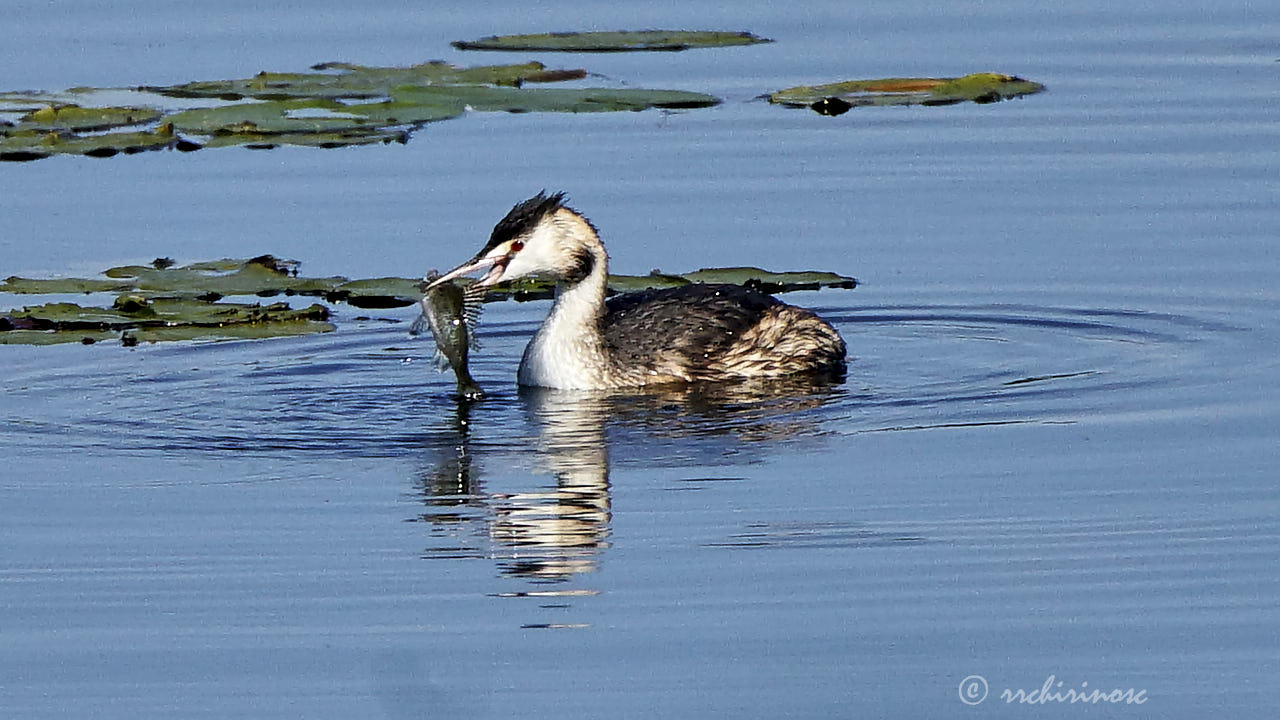 Great crested grebe