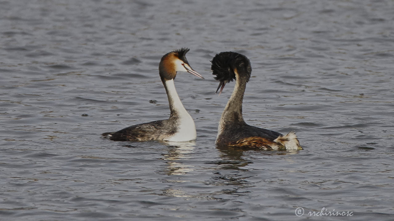 Great crested grebe