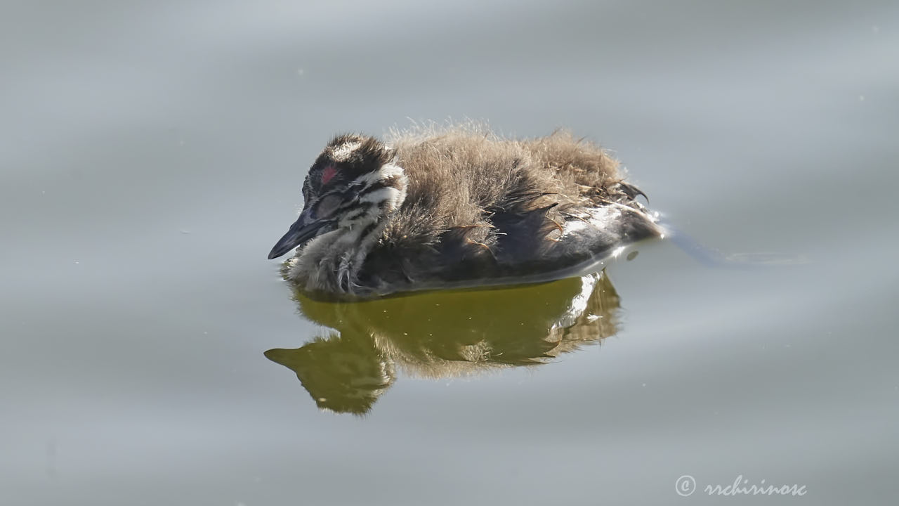 Great crested grebe