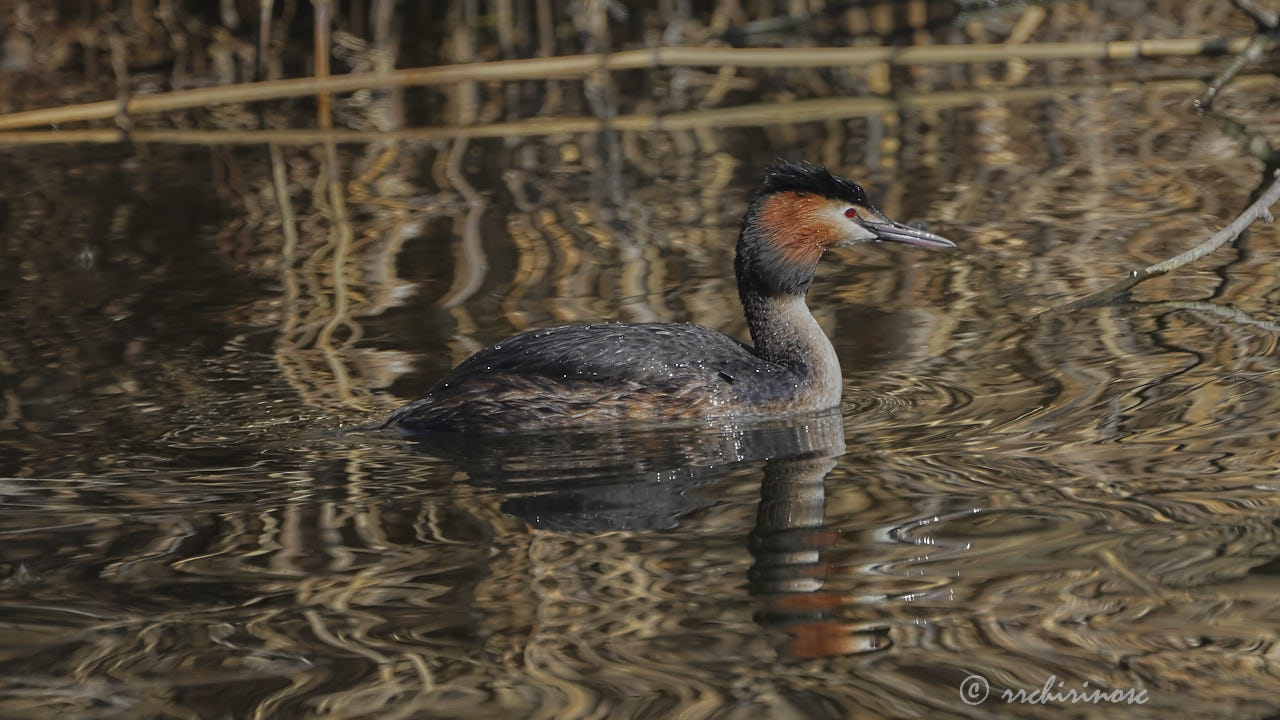 Great crested grebe