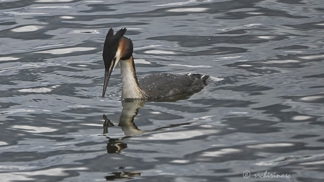 Great crested grebe