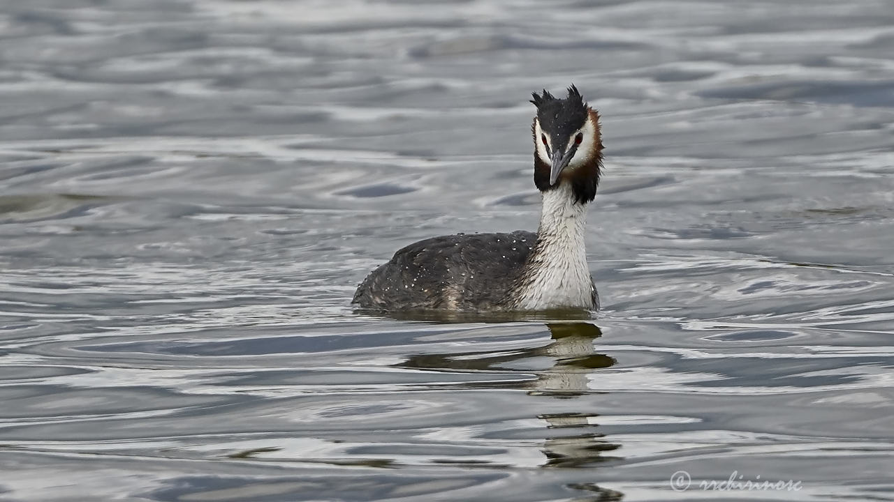 Great crested grebe