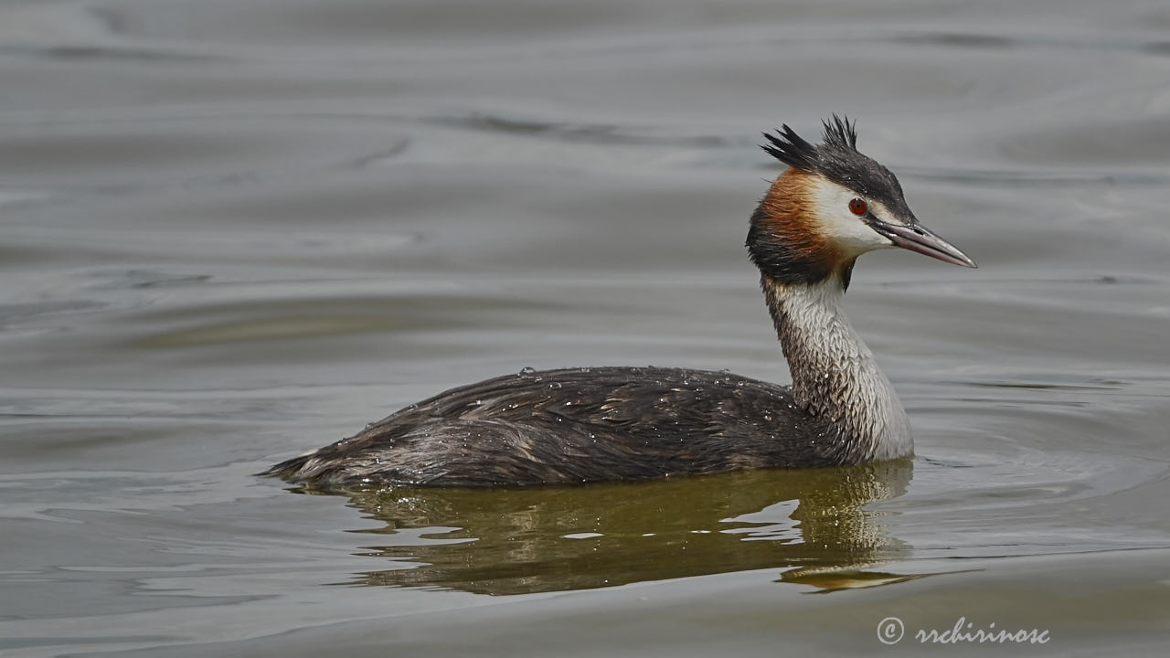 Great crested grebe